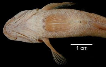 Media type: image; Ichthyology 13114